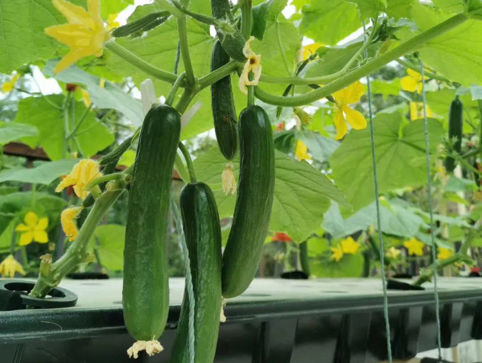 ee7cc1630c3537240ccdaca66bd35932.png ee7cc1630c3537240ccdaca66bd35932.png