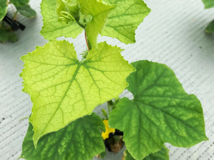 0e7ad929137cd857781318c2a93df64a (1).png 0e7ad929137cd857781318c2a93df64a (1).png