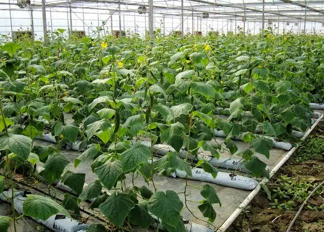 911cf8fbf5a9231cd48e5f9ea2a406db.png 911cf8fbf5a9231cd48e5f9ea2a406db.png