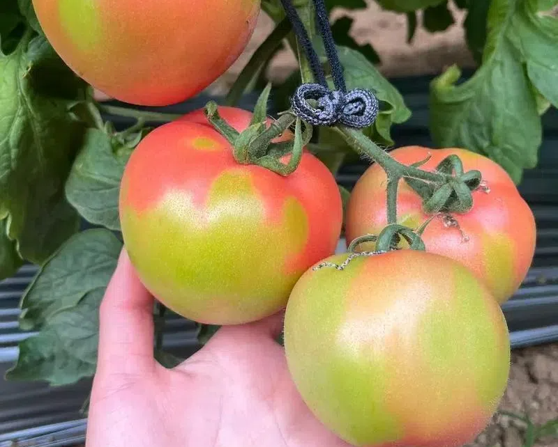 29152cadf8f916cd6cc65027f9ba56ed.png 29152cadf8f916cd6cc65027f9ba56ed.png