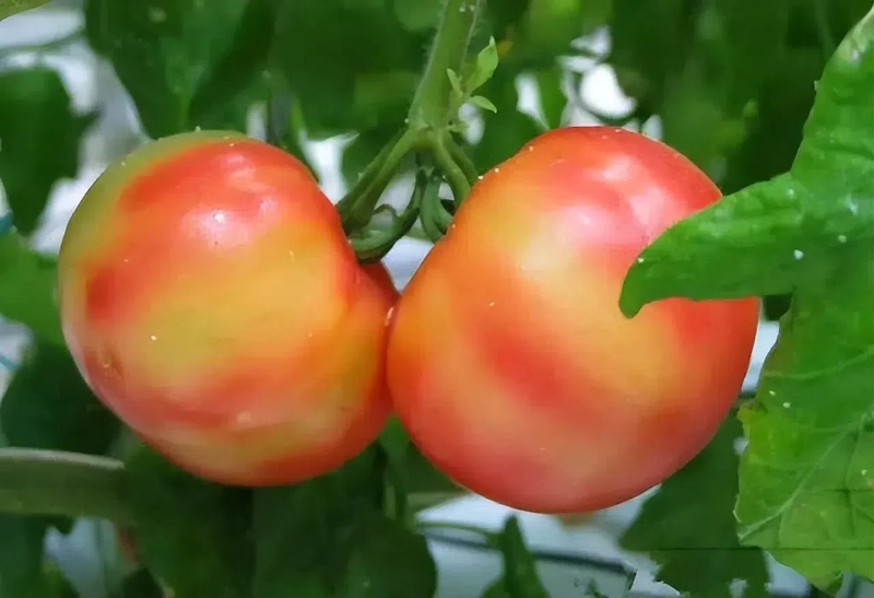 4ee1af0778dac4057704dc813616c235.png 4ee1af0778dac4057704dc813616c235.png