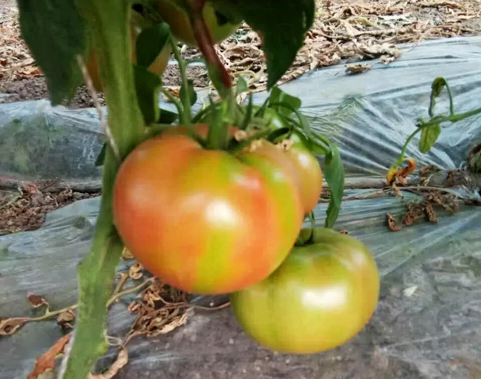 4f1ad2c277ae47330bcf3f5e2ba36942.png 4f1ad2c277ae47330bcf3f5e2ba36942.png