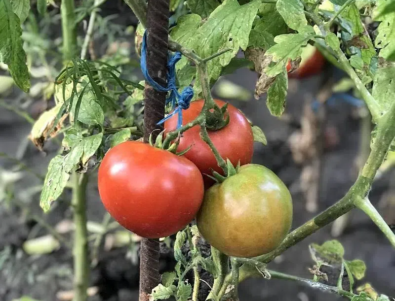 b899b22f6e522bb42b97738e971fcd6d.png b899b22f6e522bb42b97738e971fcd6d.png