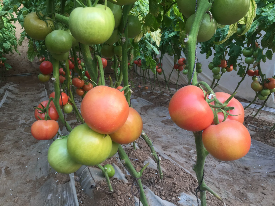 9099028144f234afde61e8fd3c99c394.png 9099028144f234afde61e8fd3c99c394.png