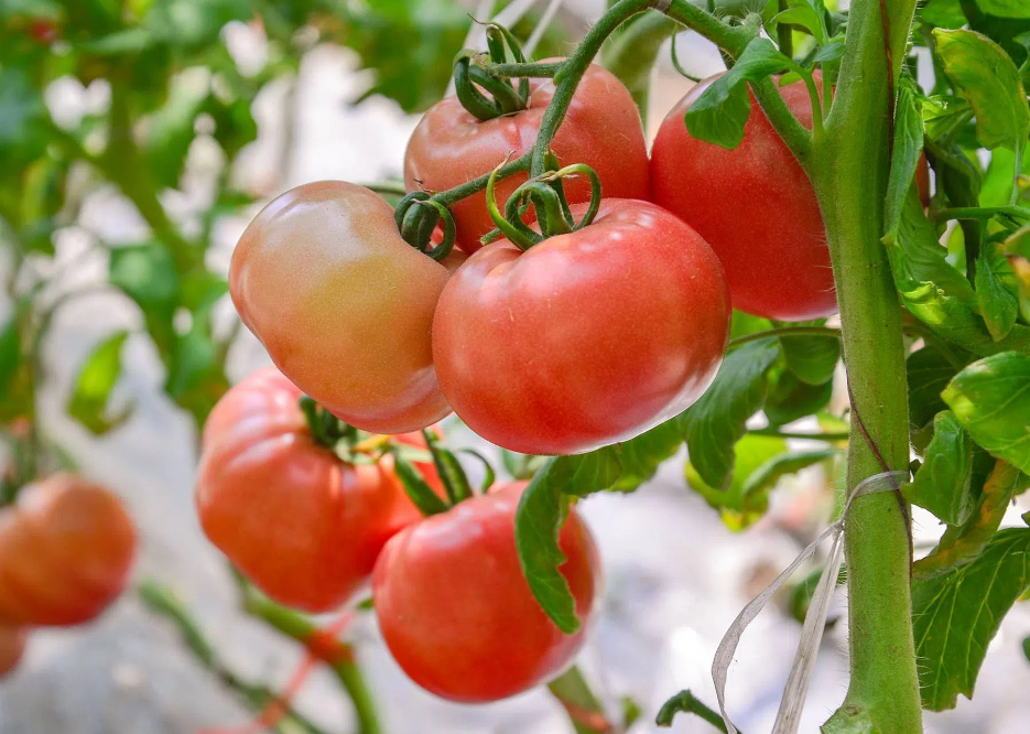 b91e99dd57811437b5ace965b95a5586.png b91e99dd57811437b5ace965b95a5586.png