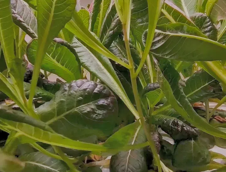 IMG_20241121_14483607.png IMG_20241121_14483607.png