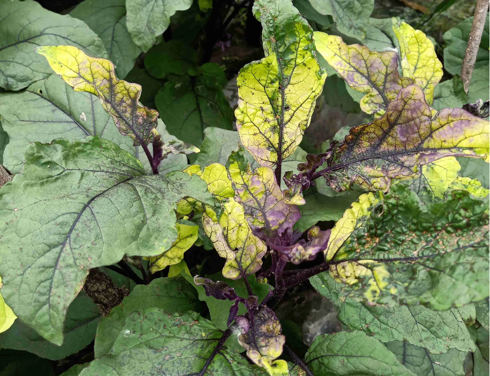 67969514e3e57cea83b3b561af22eae1.png 67969514e3e57cea83b3b561af22eae1.png