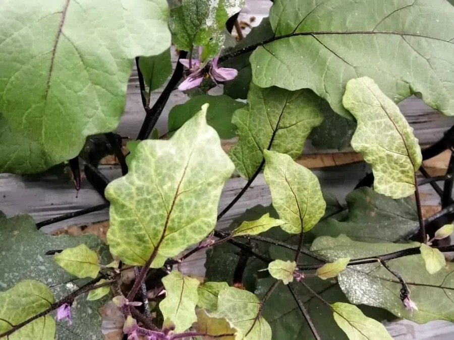 2e6231f69ebaf63165112506aadd5406.png 2e6231f69ebaf63165112506aadd5406.png