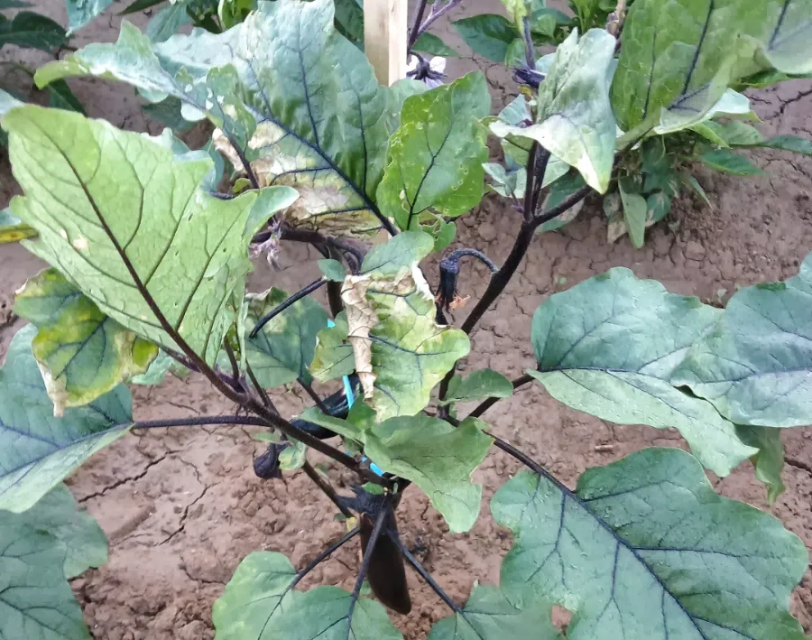 e1edfe5cd514b606206f972c2b9749bf.png e1edfe5cd514b606206f972c2b9749bf.png