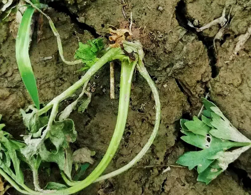 2d89eb1fa834ac3654acf1b9bb7e5b48.png 2d89eb1fa834ac3654acf1b9bb7e5b48.png