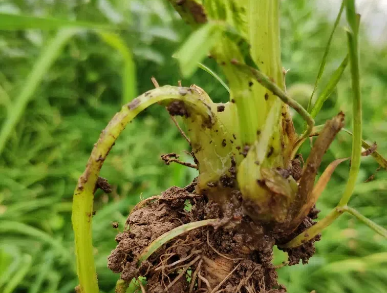 e5a8afa2ff2623917aa3ad34fd794122.png e5a8afa2ff2623917aa3ad34fd794122.png