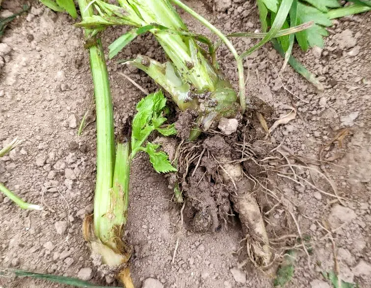 2a86a8eb3108798f2c7cf0688a69b694.png 2a86a8eb3108798f2c7cf0688a69b694.png