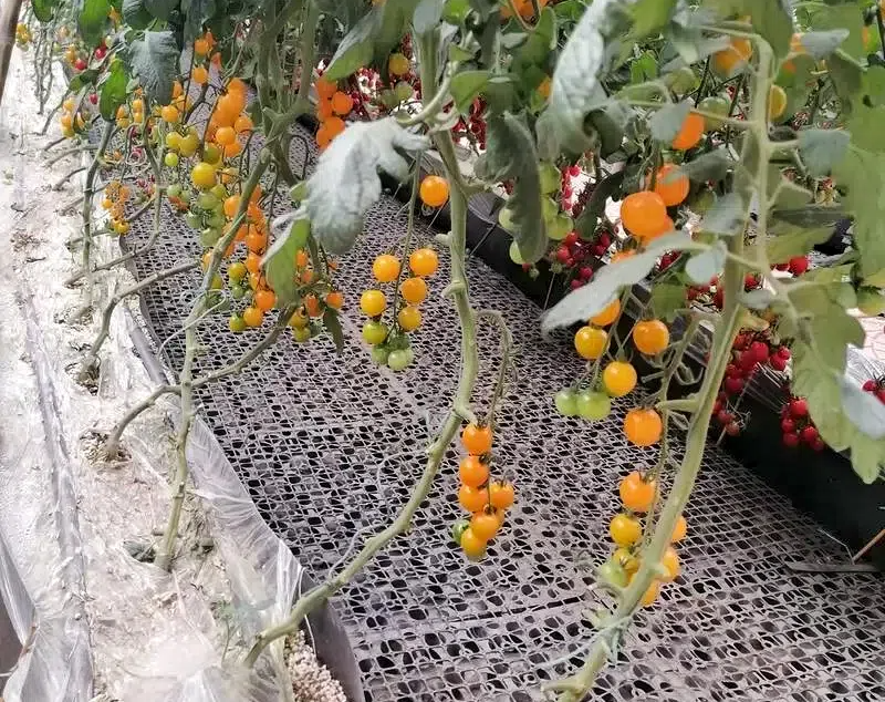 64d35cae7dca06cafe78f68a410a5201.png 64d35cae7dca06cafe78f68a410a5201.png