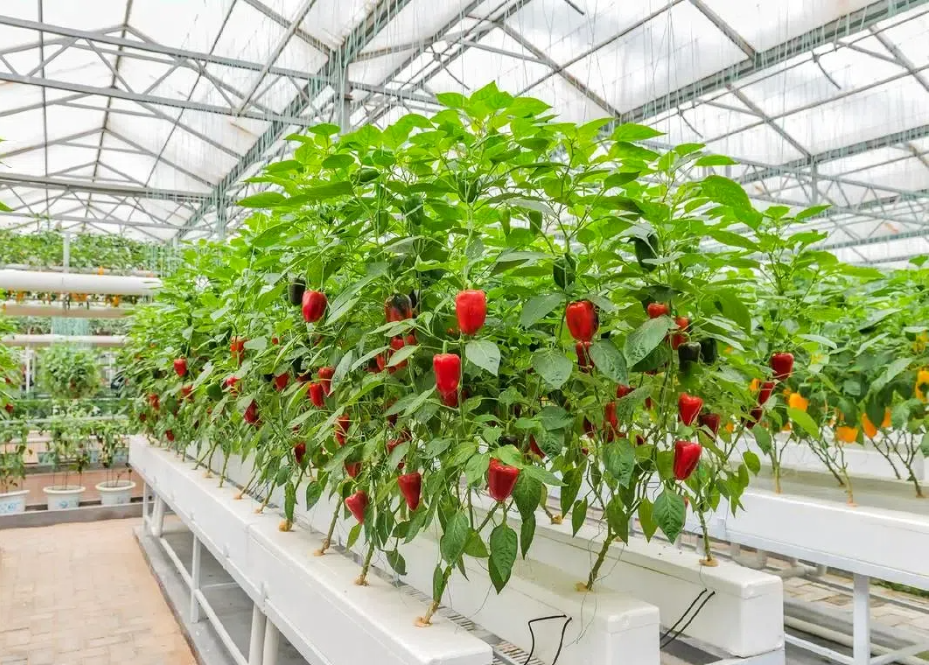 a6ff6cf334a85e121f150b4dfd499643.png a6ff6cf334a85e121f150b4dfd499643.png