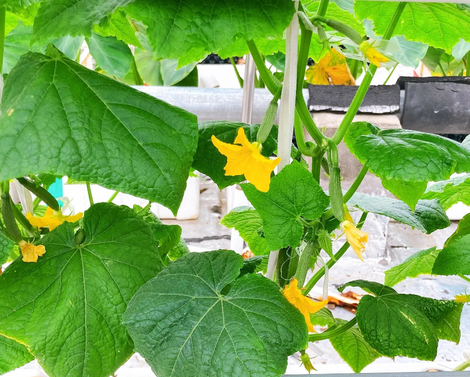 89c96a8e40ff2a442c65569a9165b304.png 89c96a8e40ff2a442c65569a9165b304.png