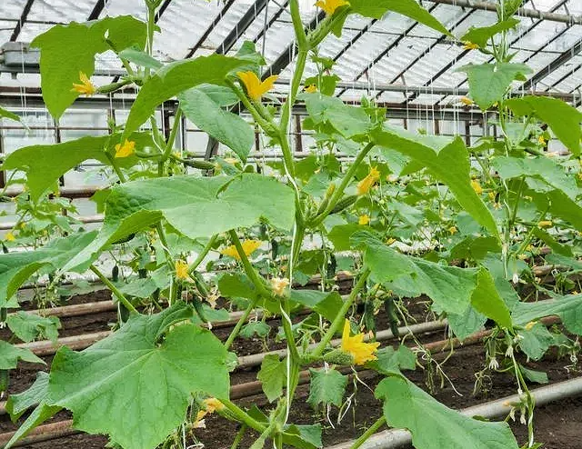 d19a6f738ed56ce078c2ebff560797c5.png d19a6f738ed56ce078c2ebff560797c5.png