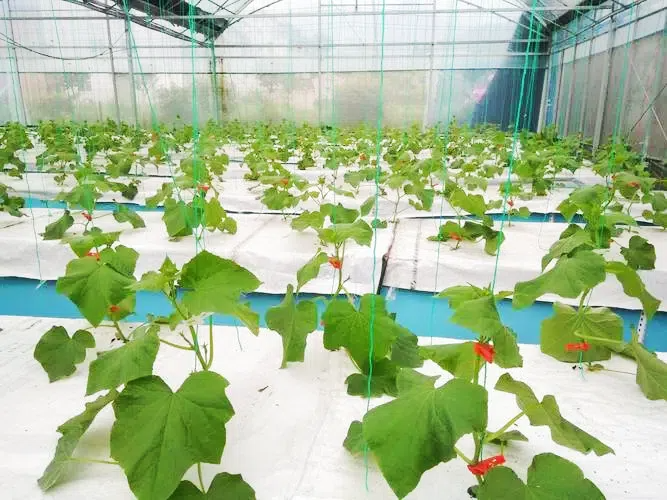 6100a760ec720167dabd223089ba8edc.png 6100a760ec720167dabd223089ba8edc.png