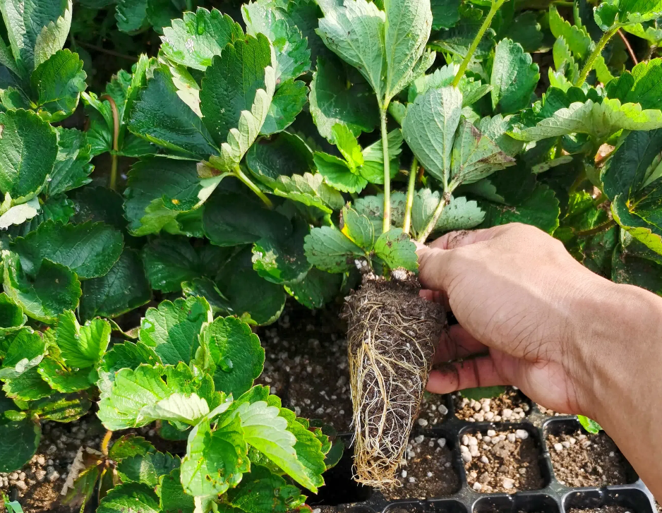 fbf99eb06593de68fe5d3d94900757d3.png fbf99eb06593de68fe5d3d94900757d3.png