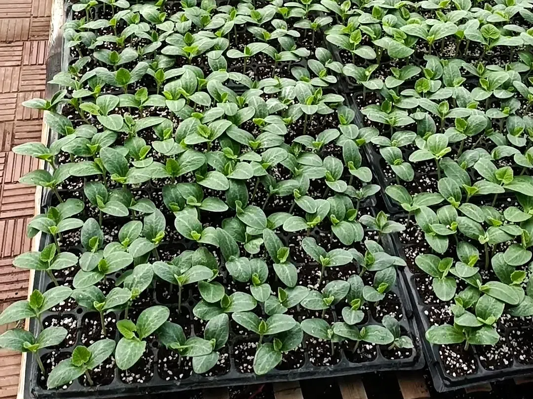 IMG_20241122_13401874 (1).png IMG_20241122_13401874 (1).png