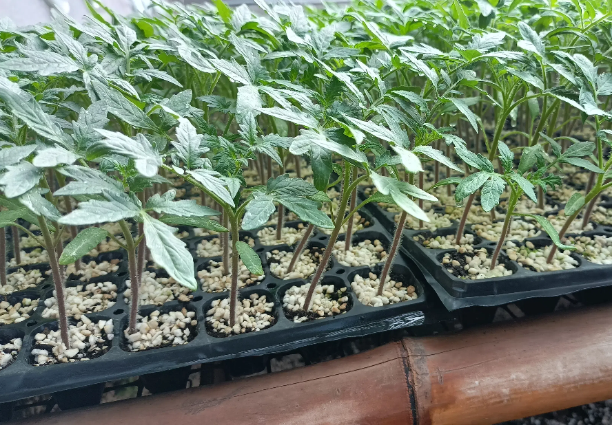 IMG20241115095013.png IMG20241115095013.png