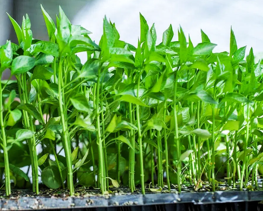 65a9ea2a1d09750ce87edd041fd24658.png 65a9ea2a1d09750ce87edd041fd24658.png