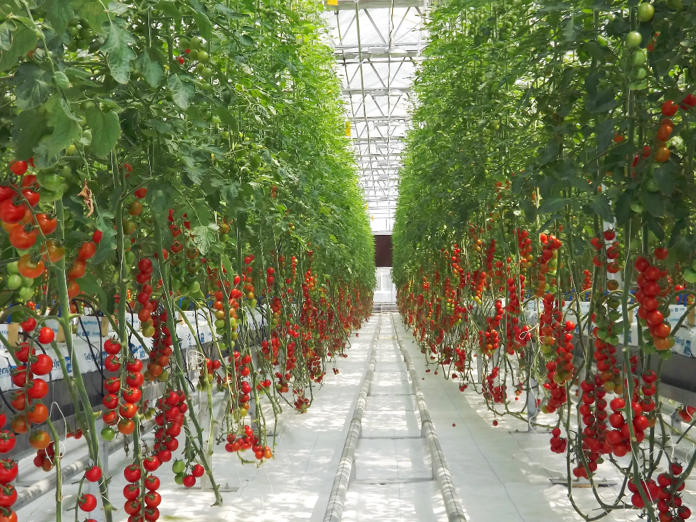 18ebf00fc912b47e7cddddd78375ac25.png 18ebf00fc912b47e7cddddd78375ac25.png