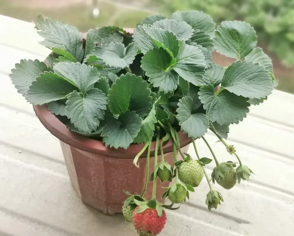 556e418848da866baf502bf8c0a629cd.png 556e418848da866baf502bf8c0a629cd.png