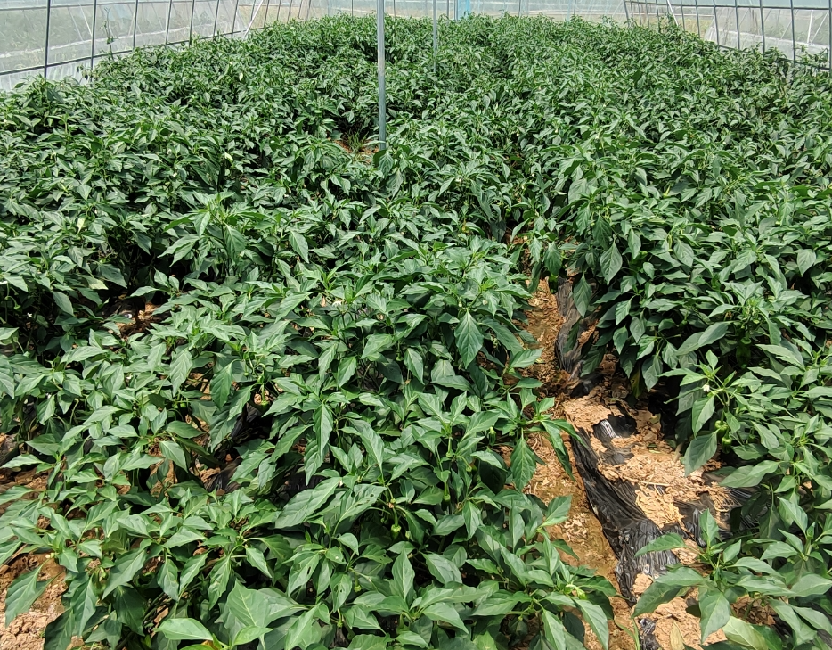 screenshot-1735000801943.png screenshot-1735000801943.png