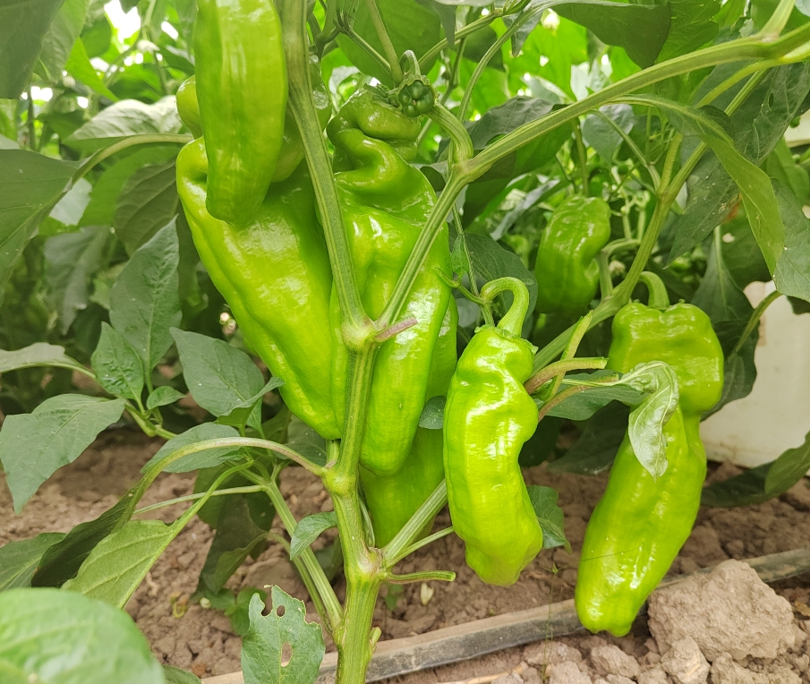 screenshot-1735000831042.png screenshot-1735000831042.png