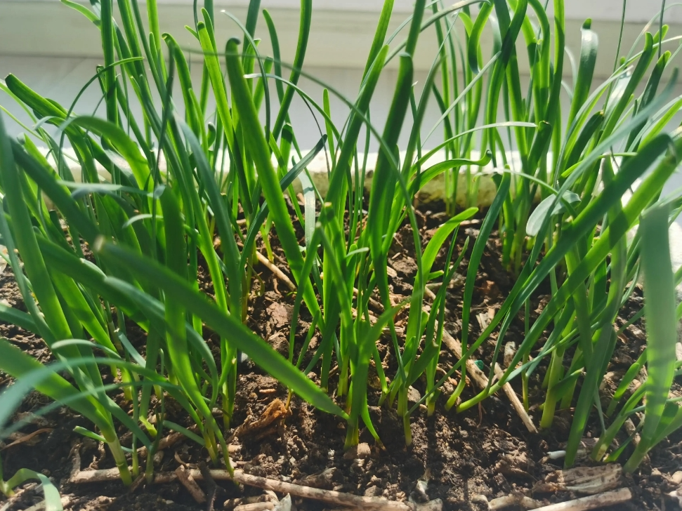 screenshot-1735258341544.png screenshot-1735258341544.png