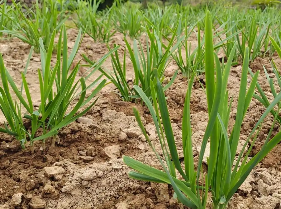 screenshot-1735258566142.png screenshot-1735258566142.png