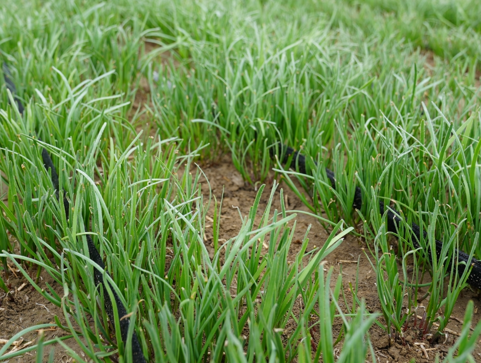 screenshot-1735258926333.png screenshot-1735258926333.png