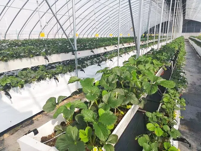 756887e680a11a5b0a295794a2024b3e.png 756887e680a11a5b0a295794a2024b3e.png