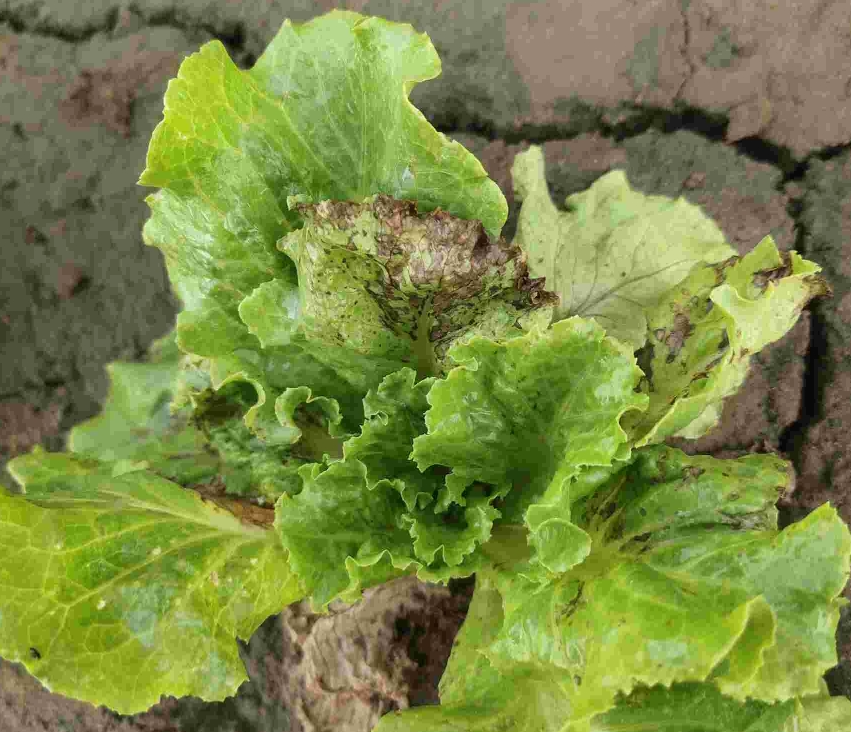 screenshot-1736240118717.png screenshot-1736240118717.png