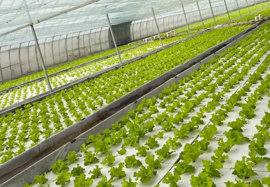 屏幕截圖_19-1-2025_104419_.png 屏幕截圖_19-1-2025_104419_.png