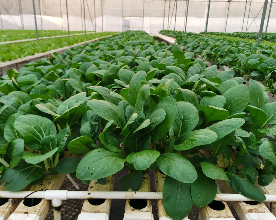 screenshot-1735518845194.png screenshot-1735518845194.png