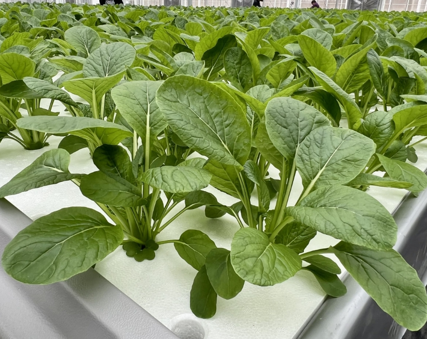 screenshot-1735260631992.png screenshot-1735260631992.png