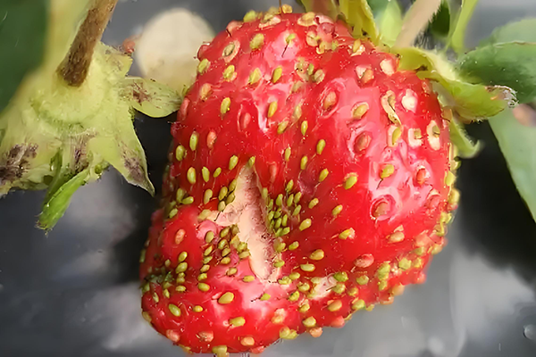 fc40c035-1666-4b62-979c-3b92d87269c4.png fc40c035-1666-4b62-979c-3b92d87269c4.png