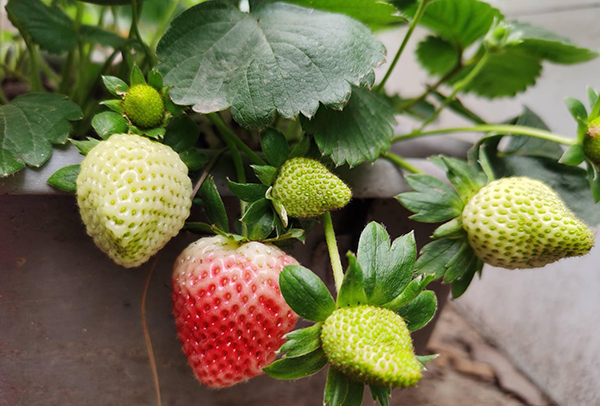 da737ff6b83c6e38a1d82a753cf88c58.png da737ff6b83c6e38a1d82a753cf88c58.png