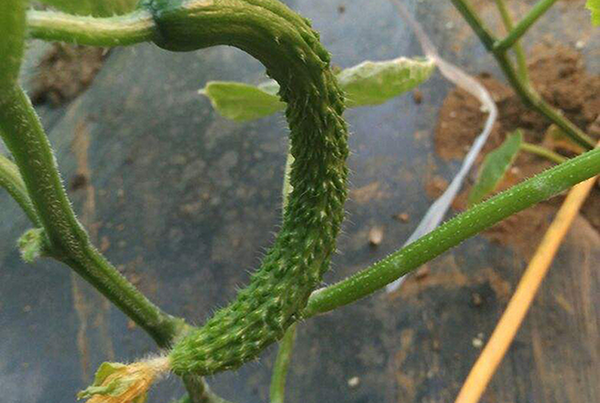 2ca71e1840c5c4790d55dc0140f81daa.png 2ca71e1840c5c4790d55dc0140f81daa.png