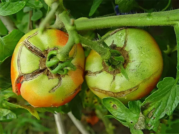 16e6cee27461de9e78d164add526ceae.png 16e6cee27461de9e78d164add526ceae.png