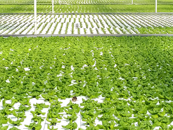 mmexport1742353983322.png mmexport1742353983322.png