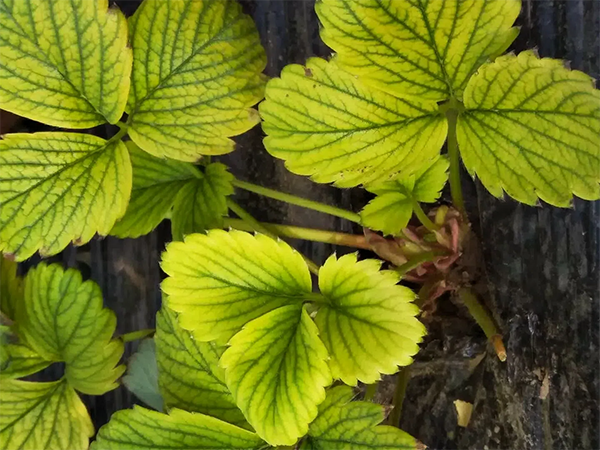 12d300f884ad756050c9277fc7ed6e64.png 12d300f884ad756050c9277fc7ed6e64.png