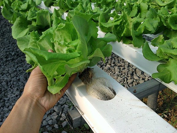 037fa1e0492b5ff2d8f7b6fce86e0cec.png 037fa1e0492b5ff2d8f7b6fce86e0cec.png