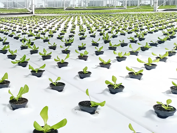 mmexport1742353983031.png mmexport1742353983031.png