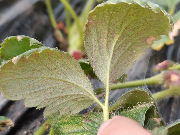 799a8c261e0cd0a92ce1635062429dc2.png 799a8c261e0cd0a92ce1635062429dc2.png