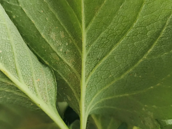 IMG_20250328_075721 (1).png IMG_20250328_075721 (1).png