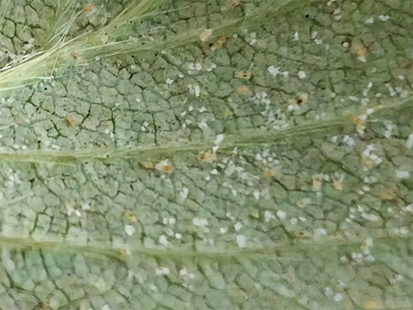 IMG_20250330_083235.png IMG_20250330_083235.png