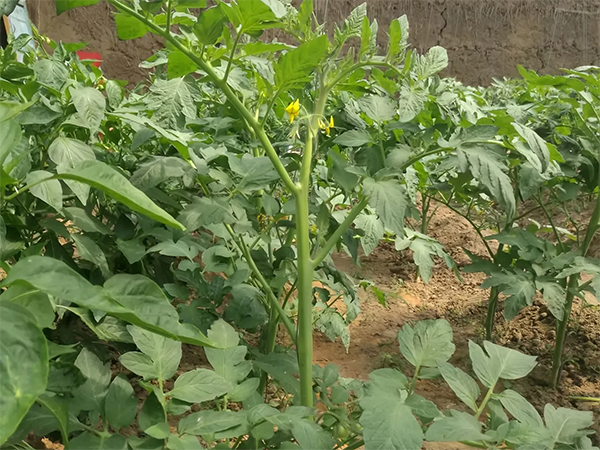 ea4b88cbd24a36a1d88fc920fc6fe2ce.png ea4b88cbd24a36a1d88fc920fc6fe2ce.png