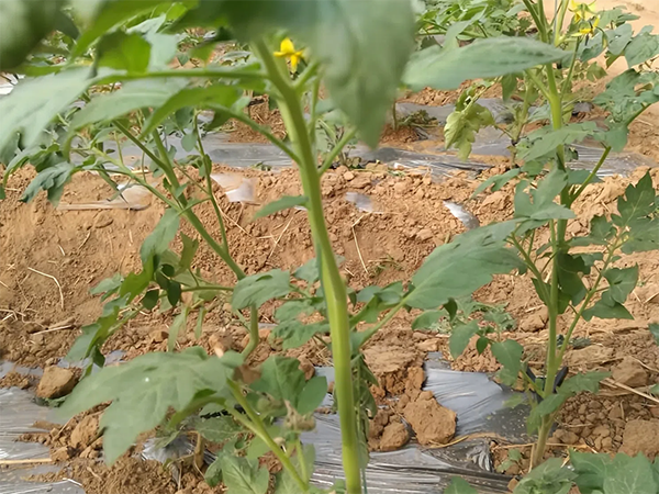 905f9badb727661db704f303721609a4.png 905f9badb727661db704f303721609a4.png